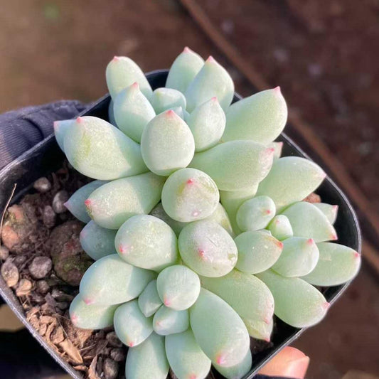 26298 ミスティックフロスト