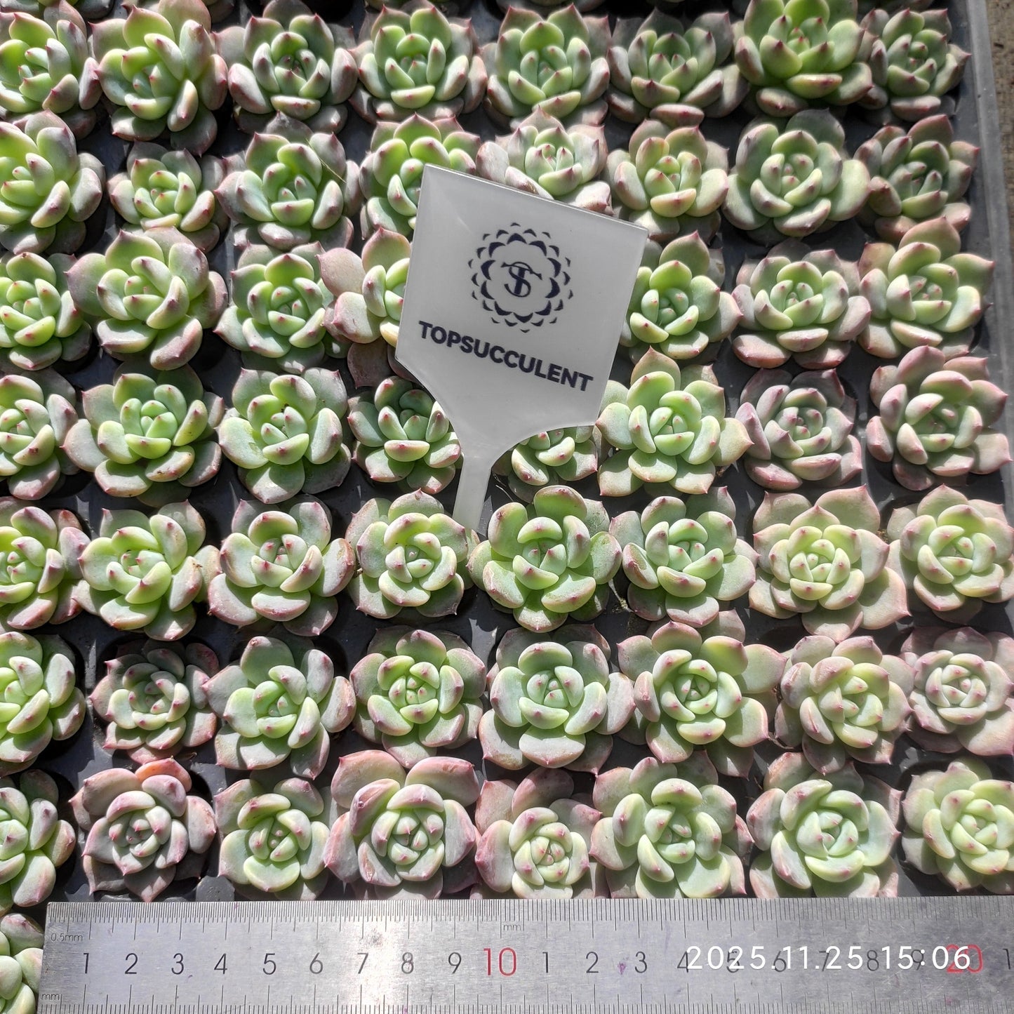 220621 ラブバードズHyb（3cm pot）（ポット苗）