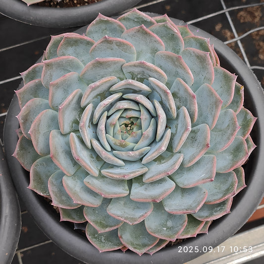 NGN745 パイレーツ/海賊（20cm pot）