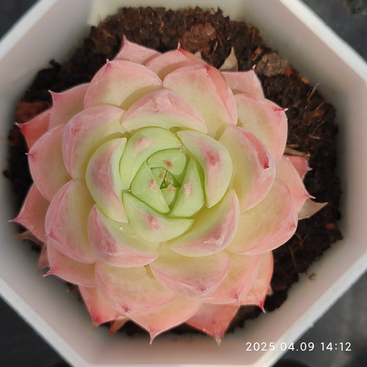 YBB027 ピンククリスタルローズ(7cm pot)