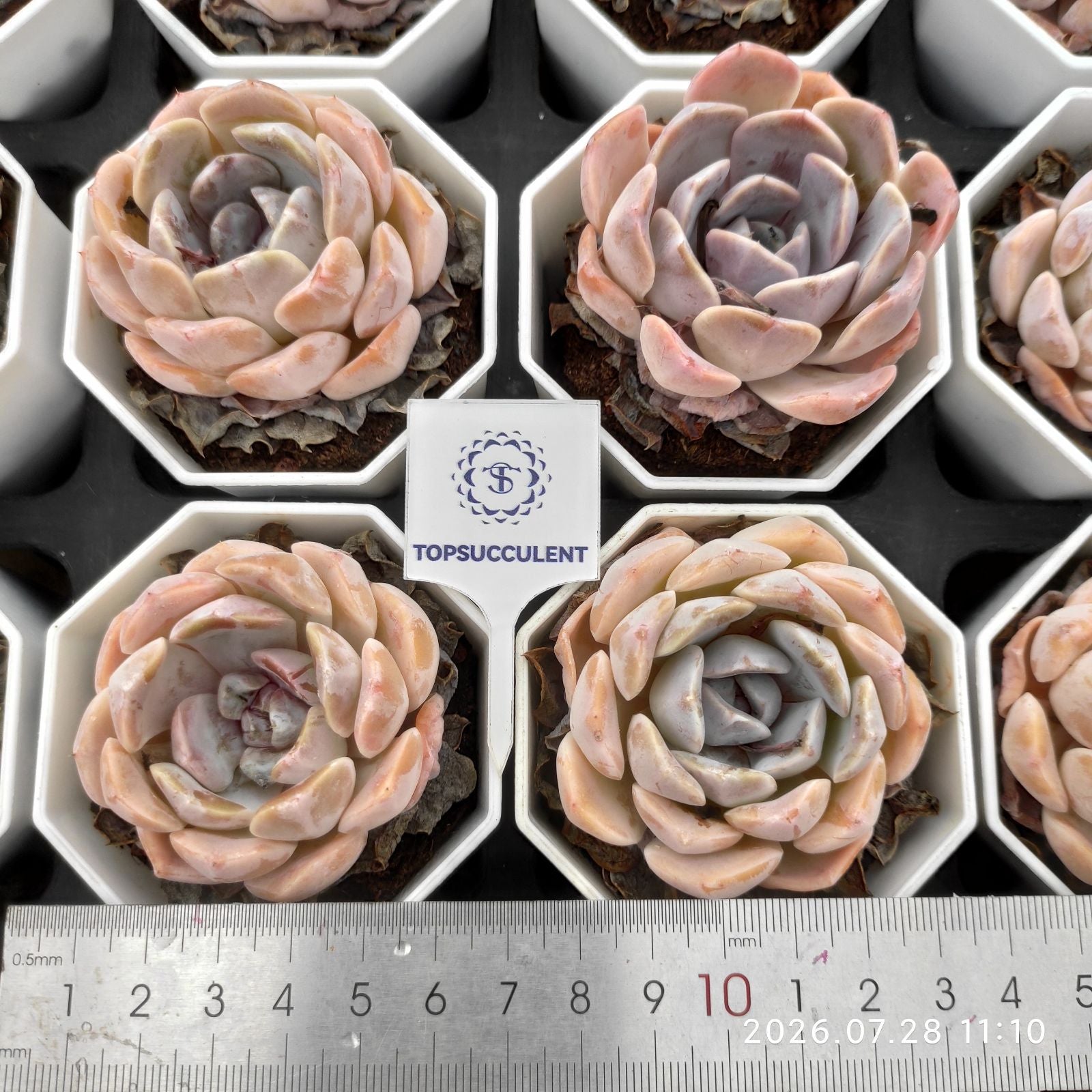 18570 タイニーバーガー – Top Succulent®