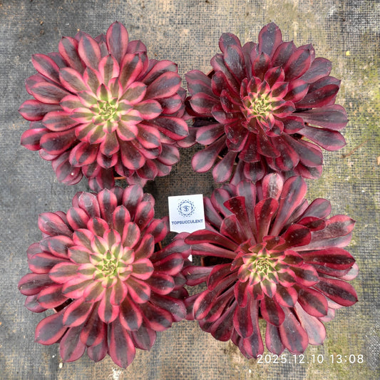 21822 アエオニウム　コッパーポット錦（12cm pot）