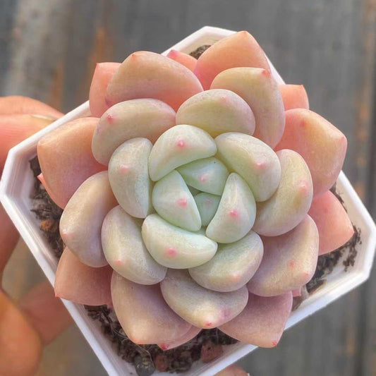 360092 ミススイートハート