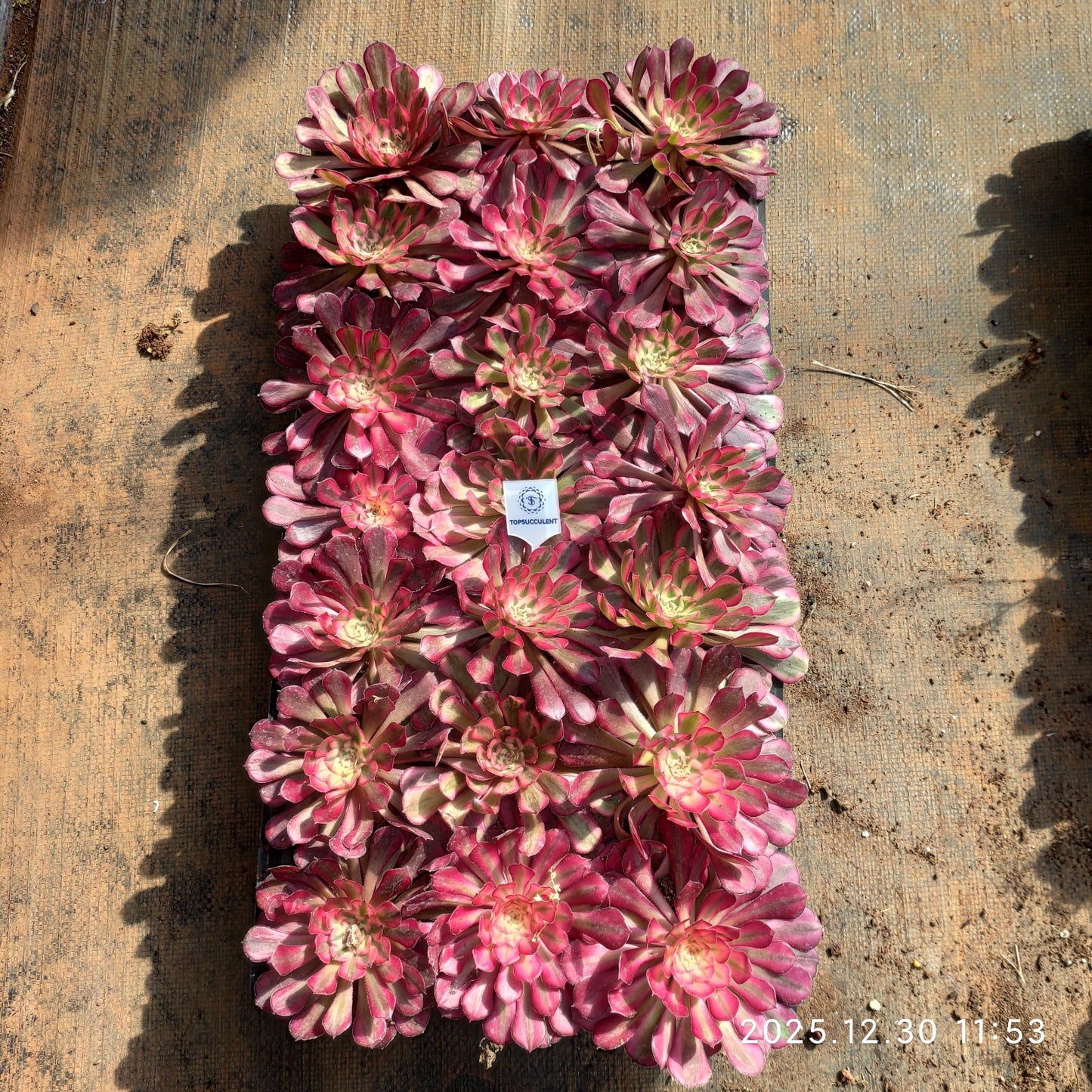 3463 アエオニウム ガーネット