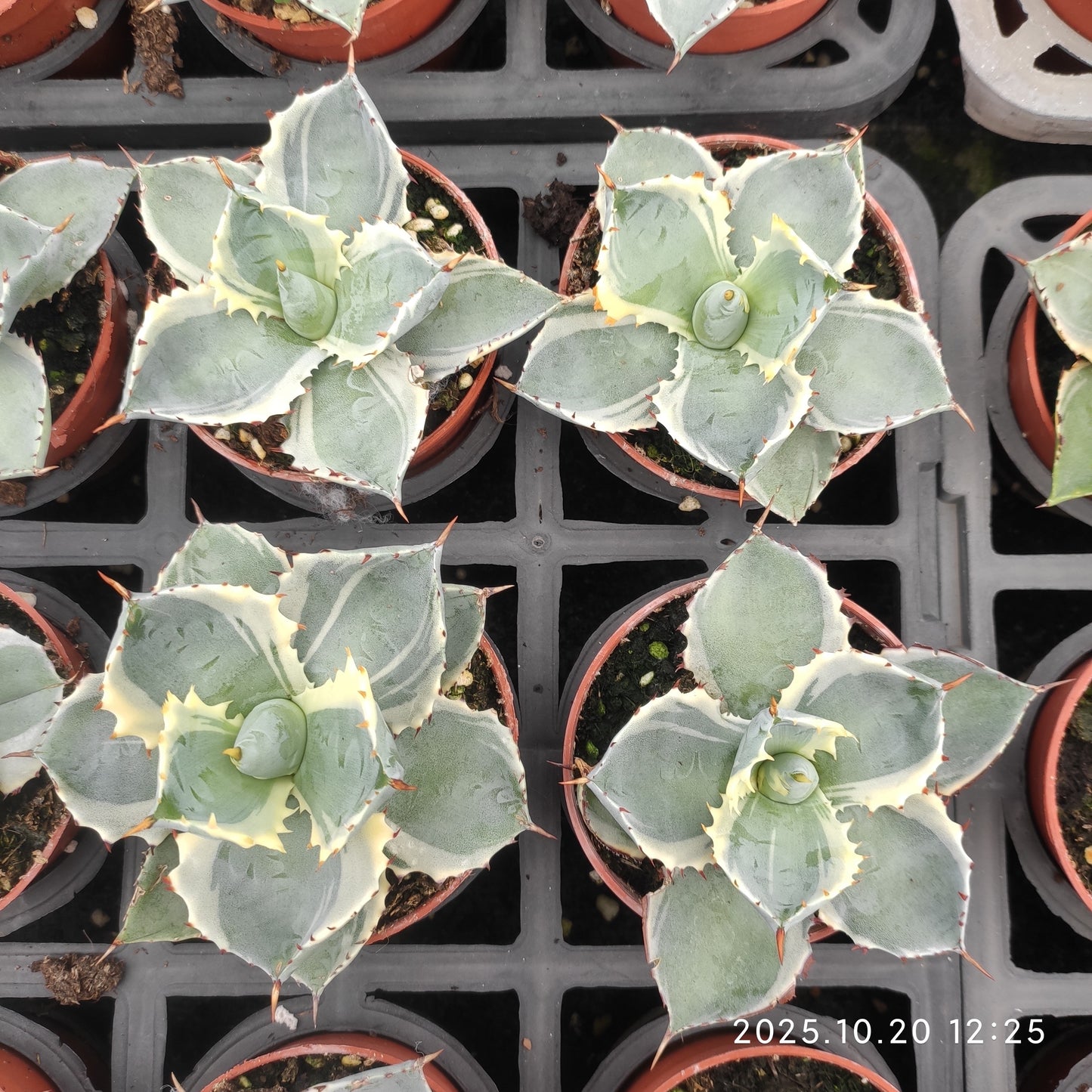 ZXX419 王妃甲蟹覆輪（9cm pot）