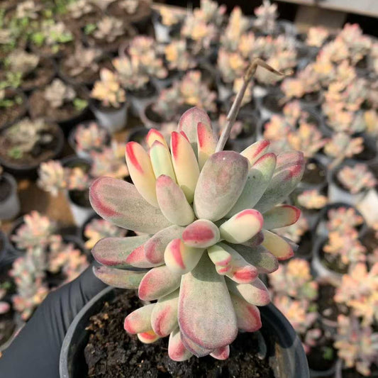 26206 オルビキュラータ錦