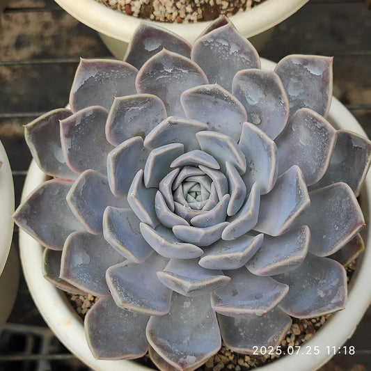 NGN729 タイニーバーガー（15cm pot）