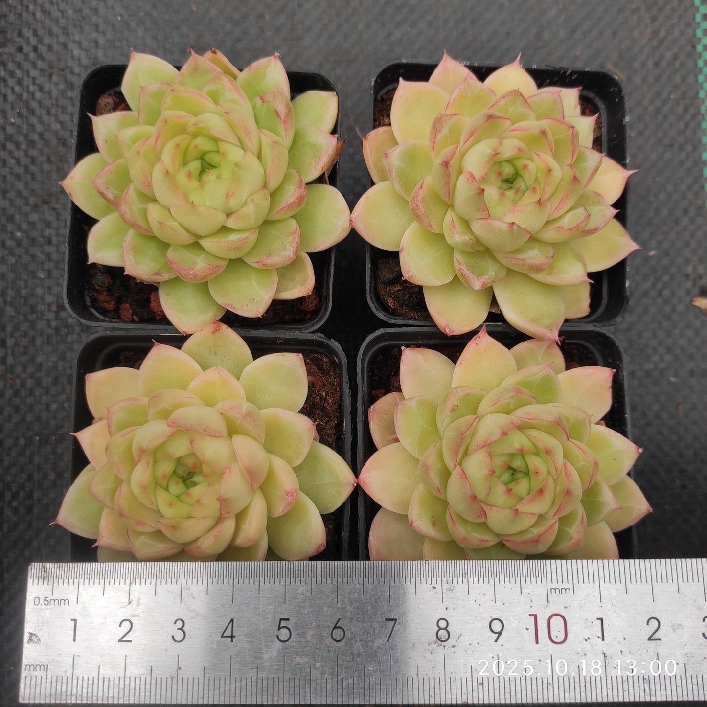YBB363 レッドクィーン（7cm pot）