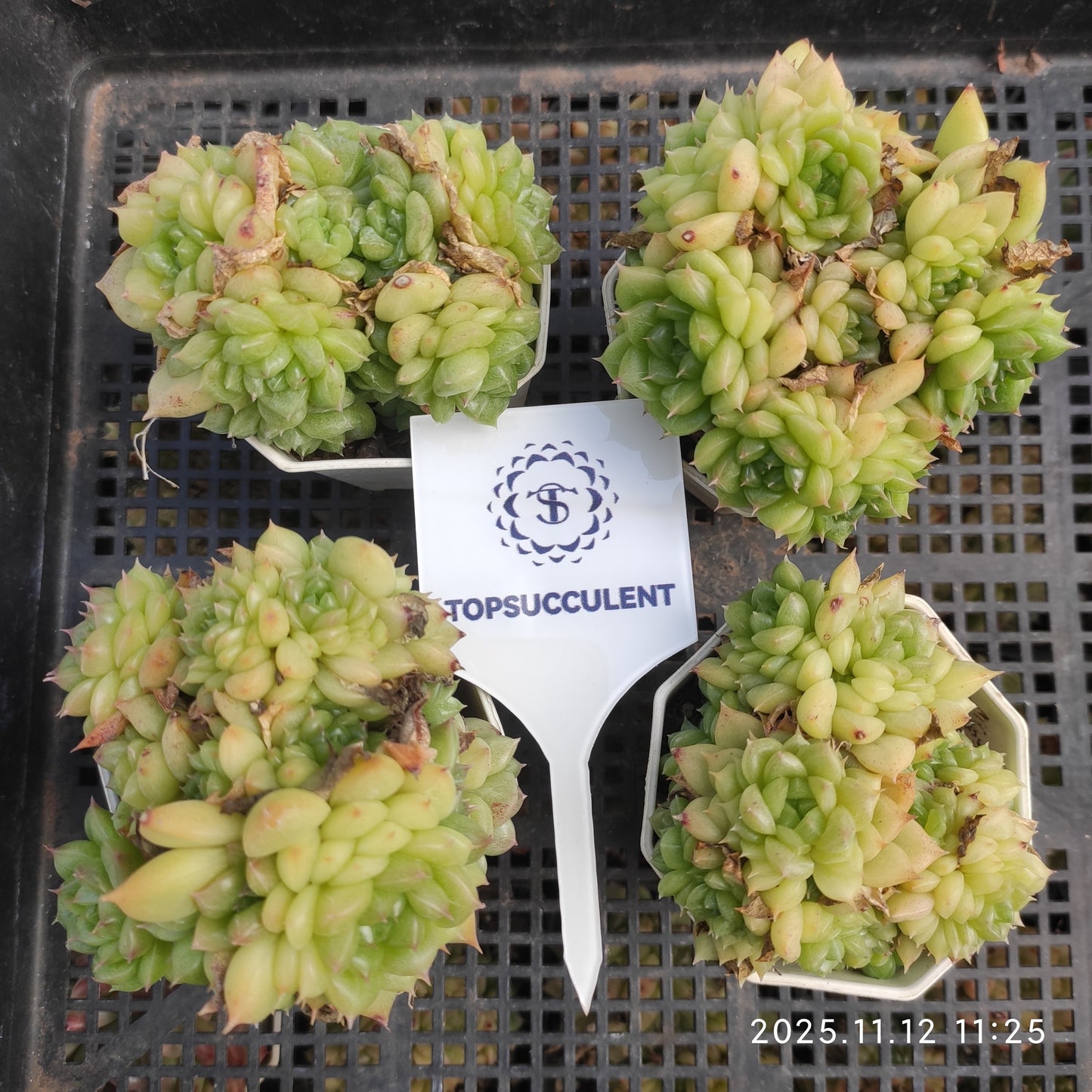 22506  グリーン　ダイアモンド　マルギャン（7cm pot）