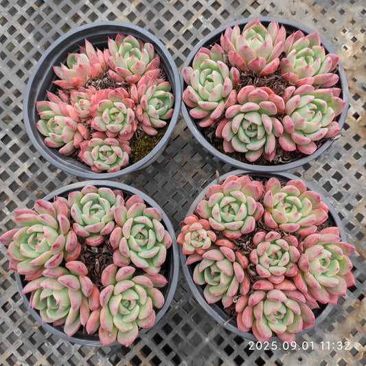 QN861 ナナウクミニ（9cm pot）