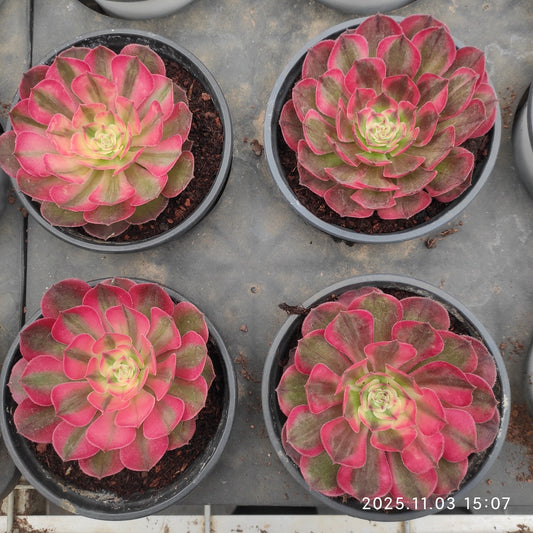 21310 アエオニウム ライチー（7cm pot）