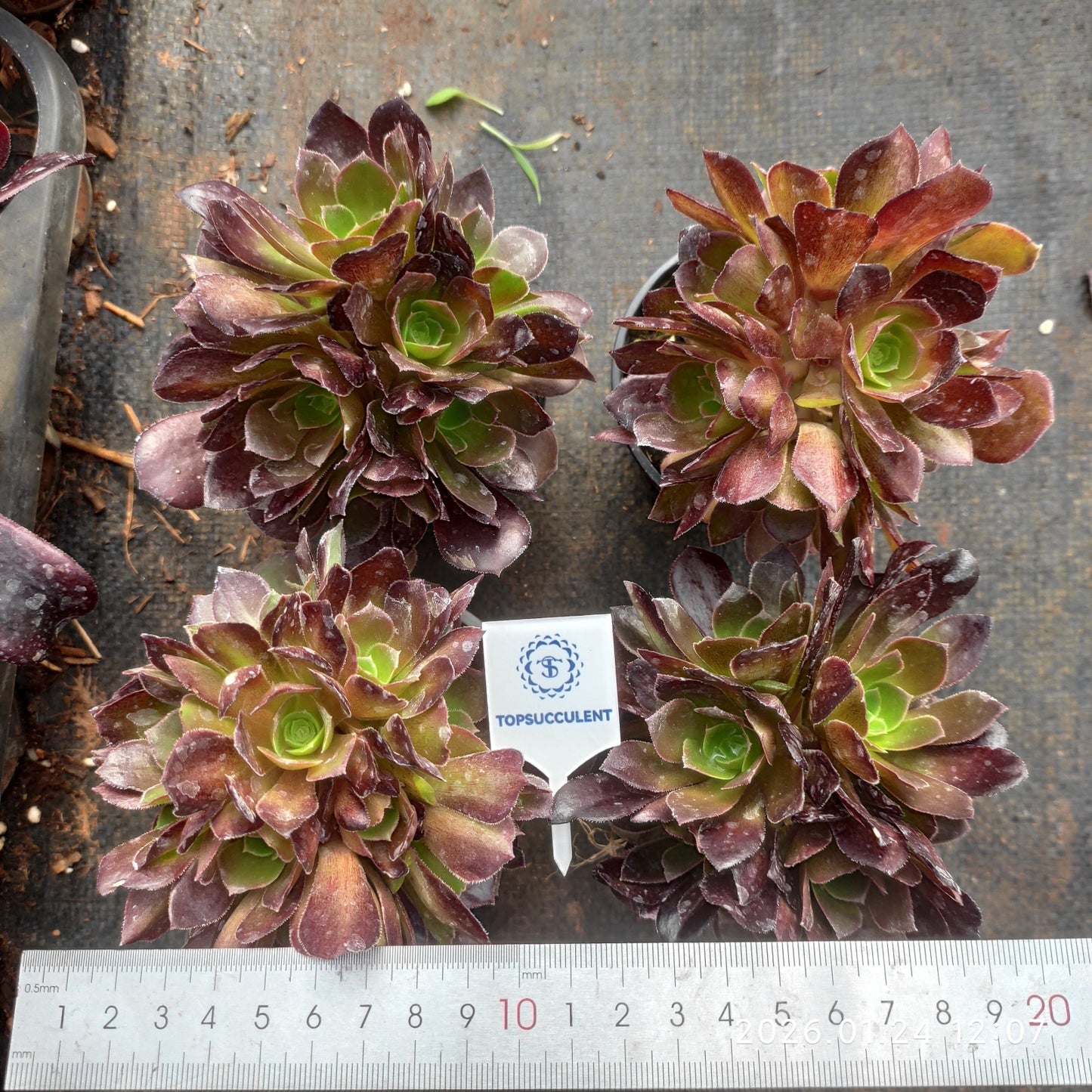 25484 ダッチ ローズ