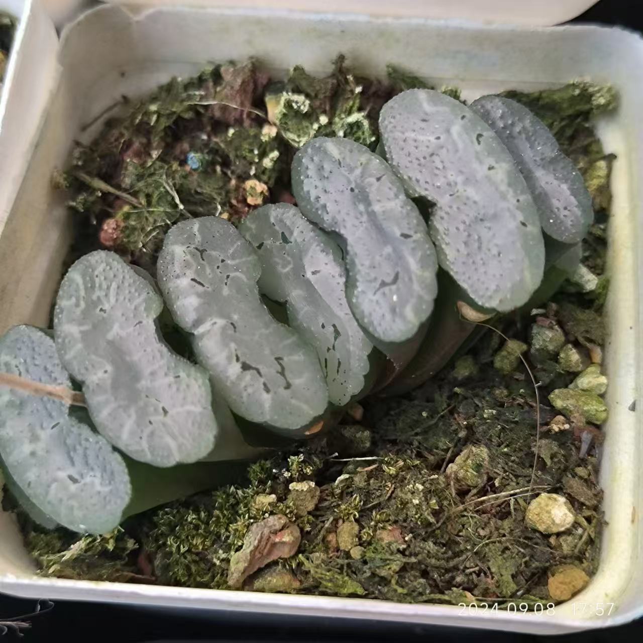 13181 電影デンエイ