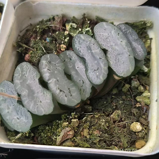 13181 電影デンエイ