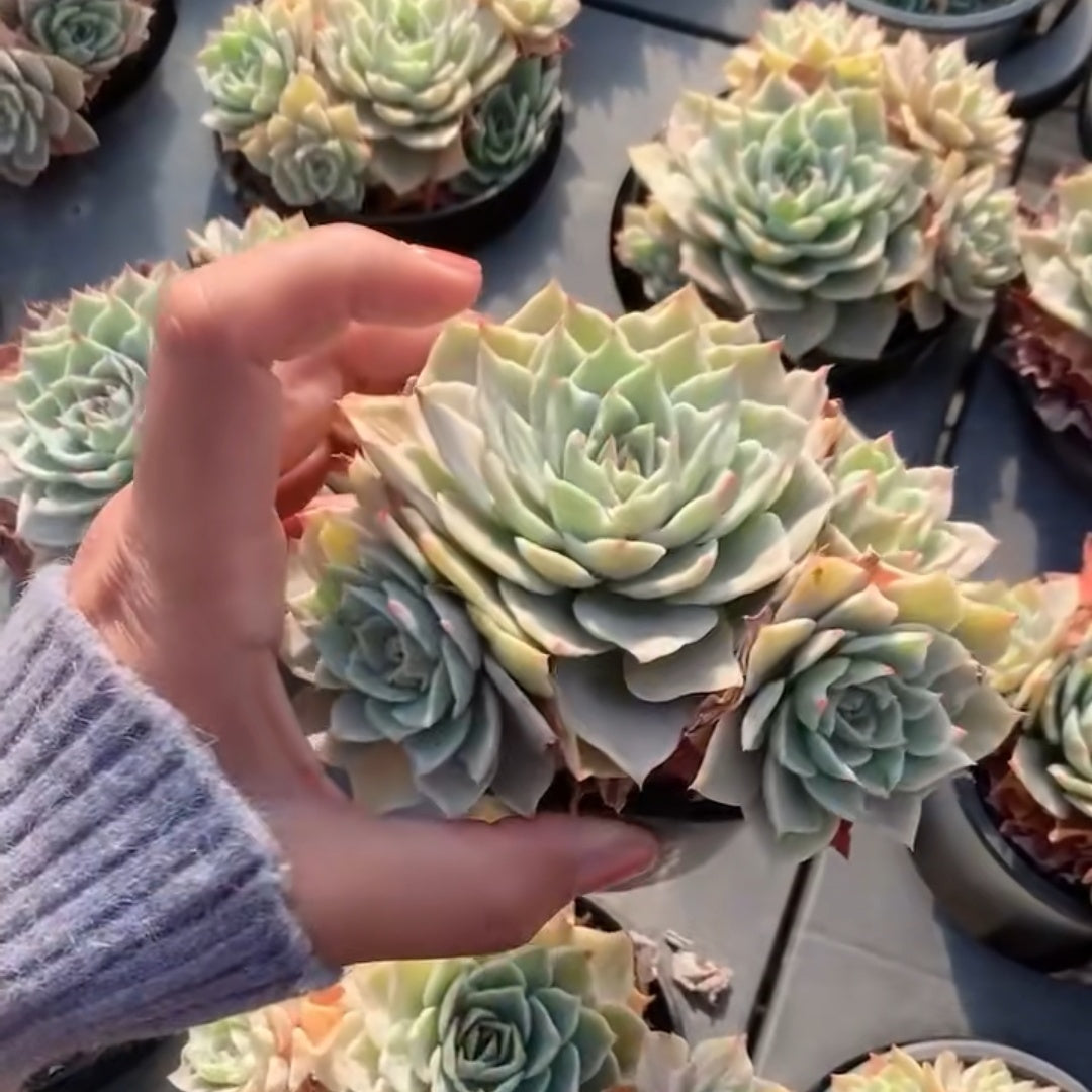 23644 シルバー　クィーン錦（11cm pot）