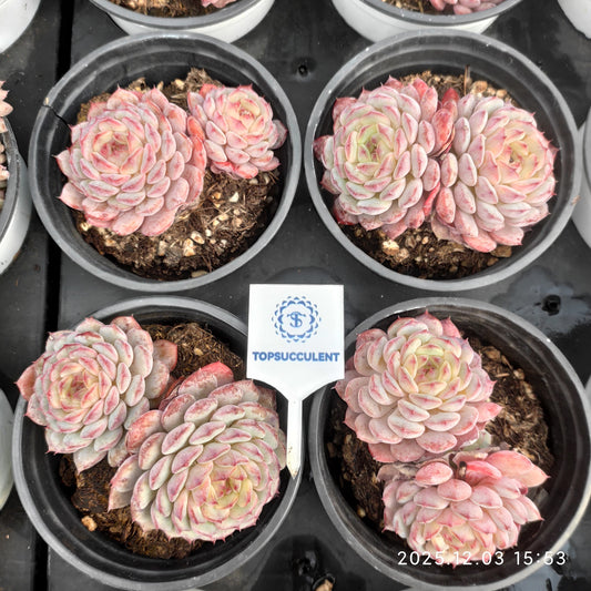 23140 ワイト　ファット（9cm pot）