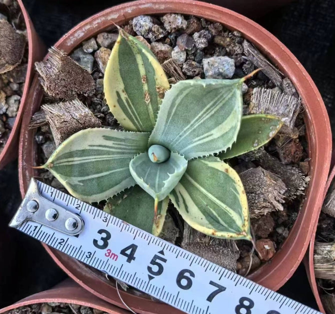 ZL606 パリー　トランカータ　‘ライム　ストリーク’（9cm pot）