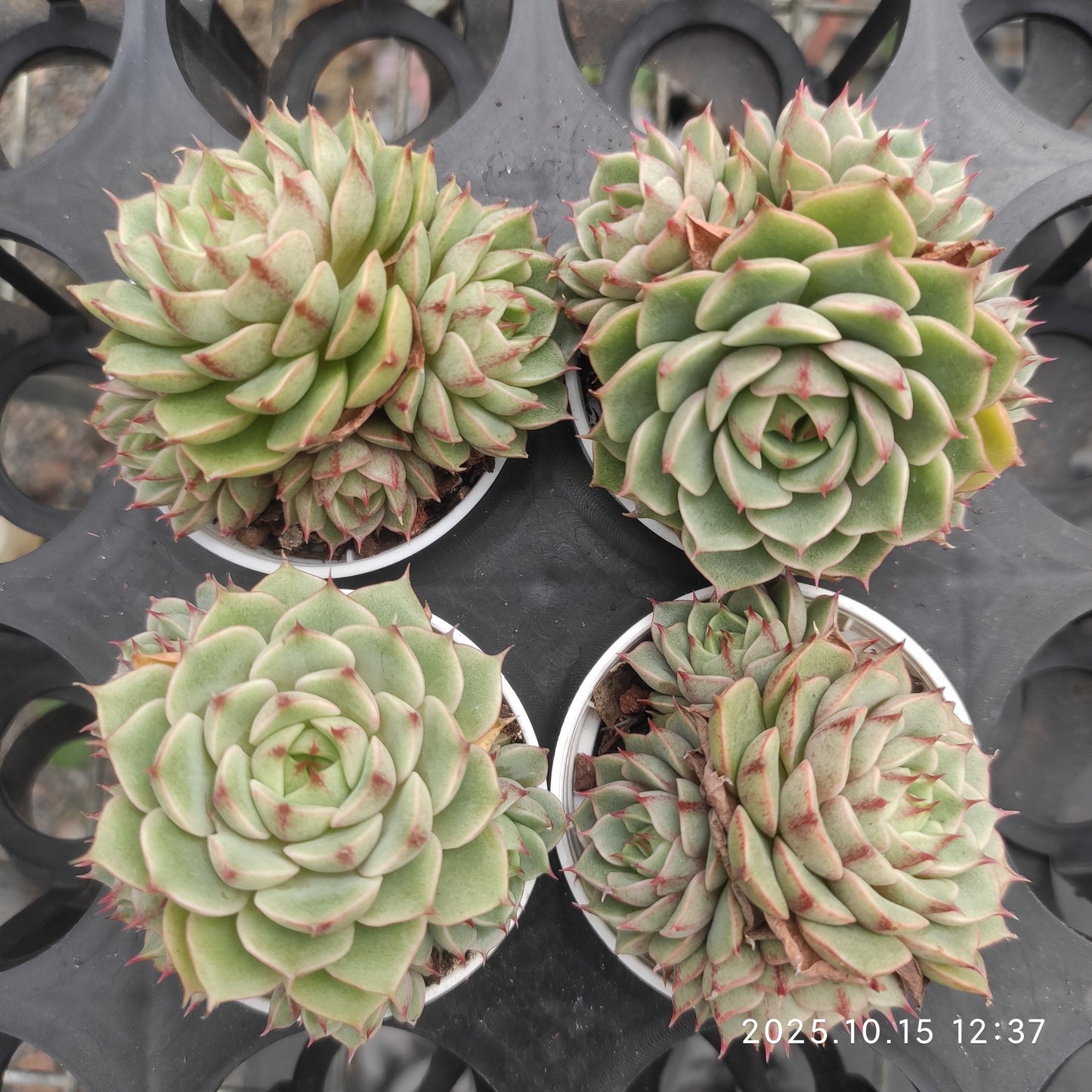 21463 ベンバディス（5.5cm pot）