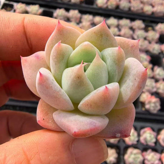 23490 ハカタックー（3cm pot）