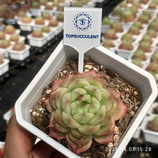 17663 ローズ　ブラッシュ