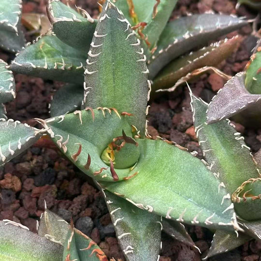 20321 アガベ チタノタ 毒蛇