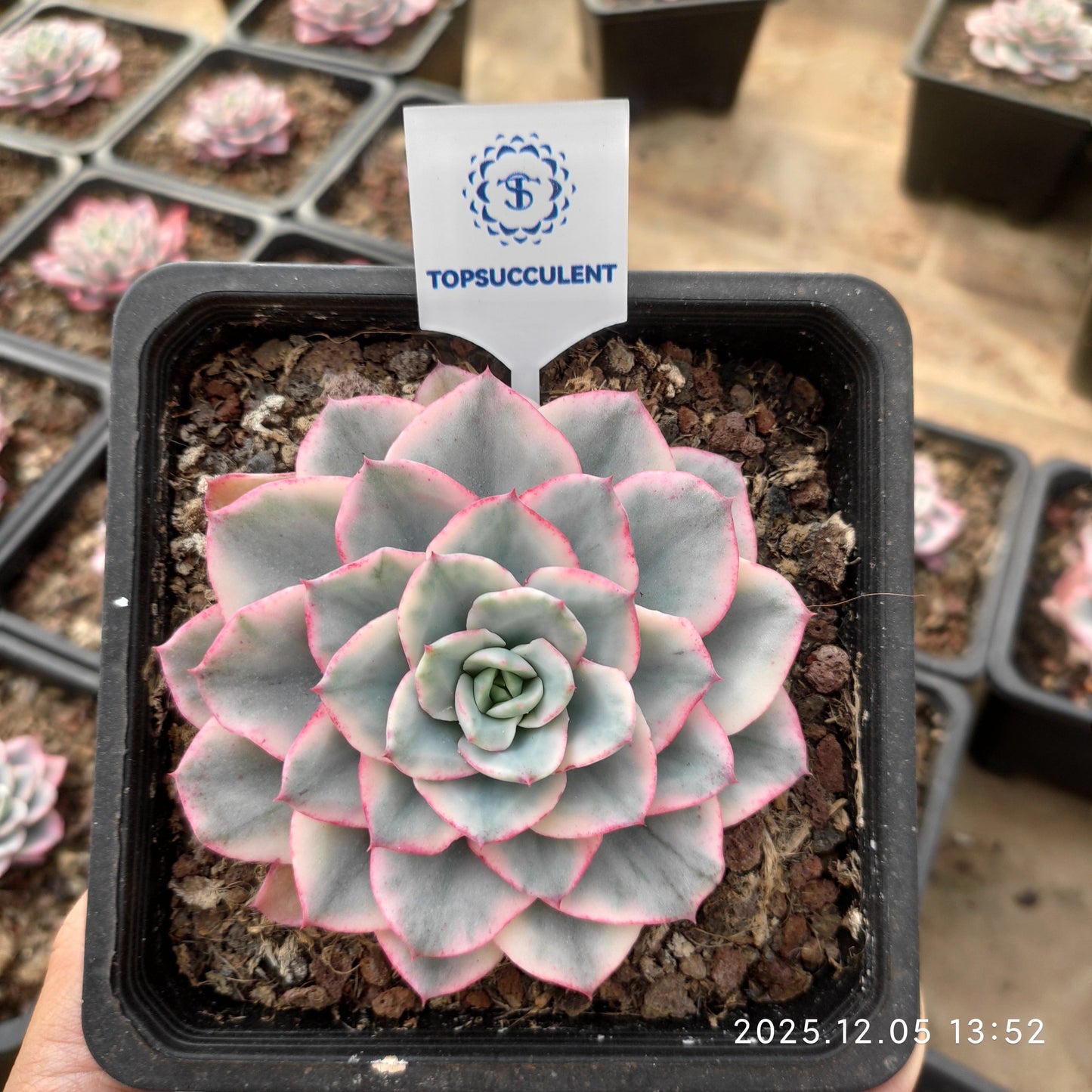 22089 ピーチス＆クリーム錦（12cm pot）