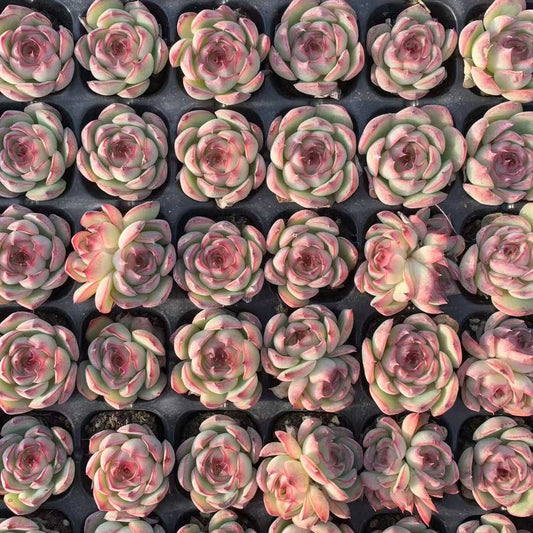 25729 エンチャンティングフェアリー