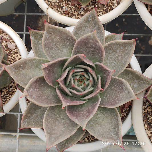 NGN761 スターズ（16cm pot）