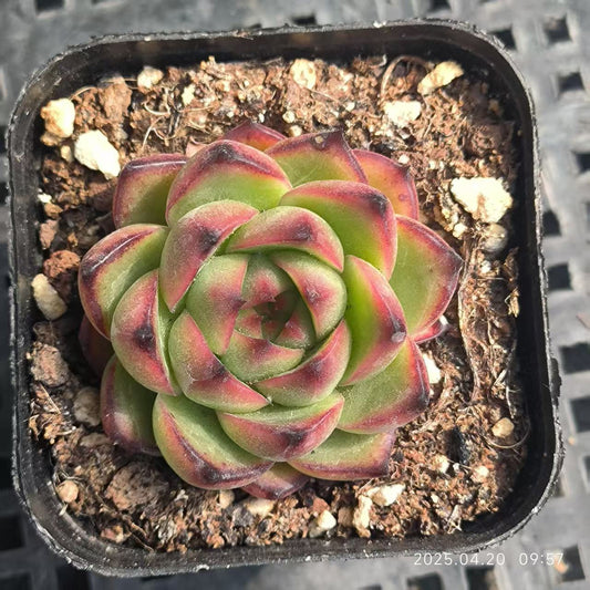 DX111 ムーンストーン （6.5cm pot）