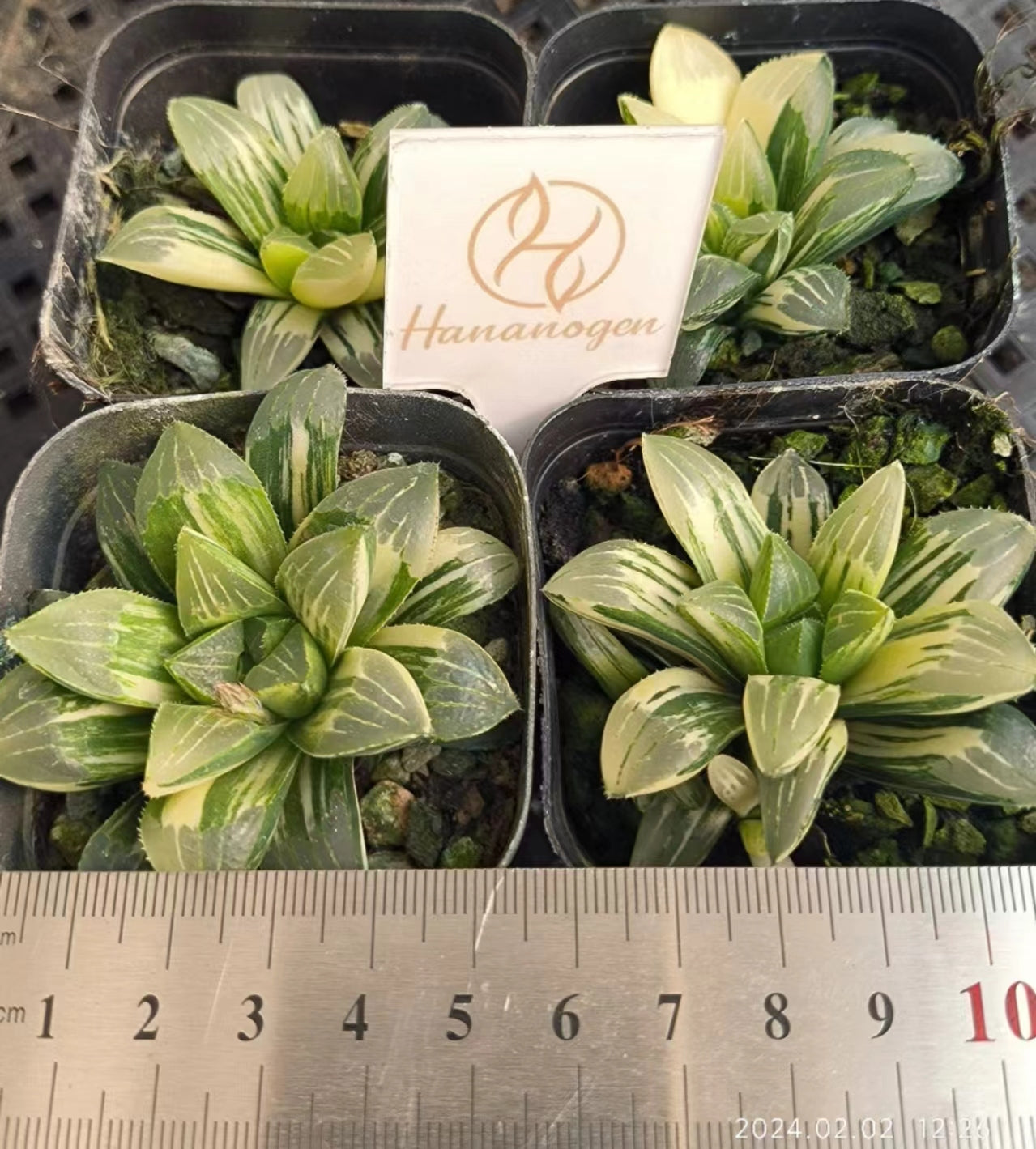 7351 ハイデルベルゲンシス錦