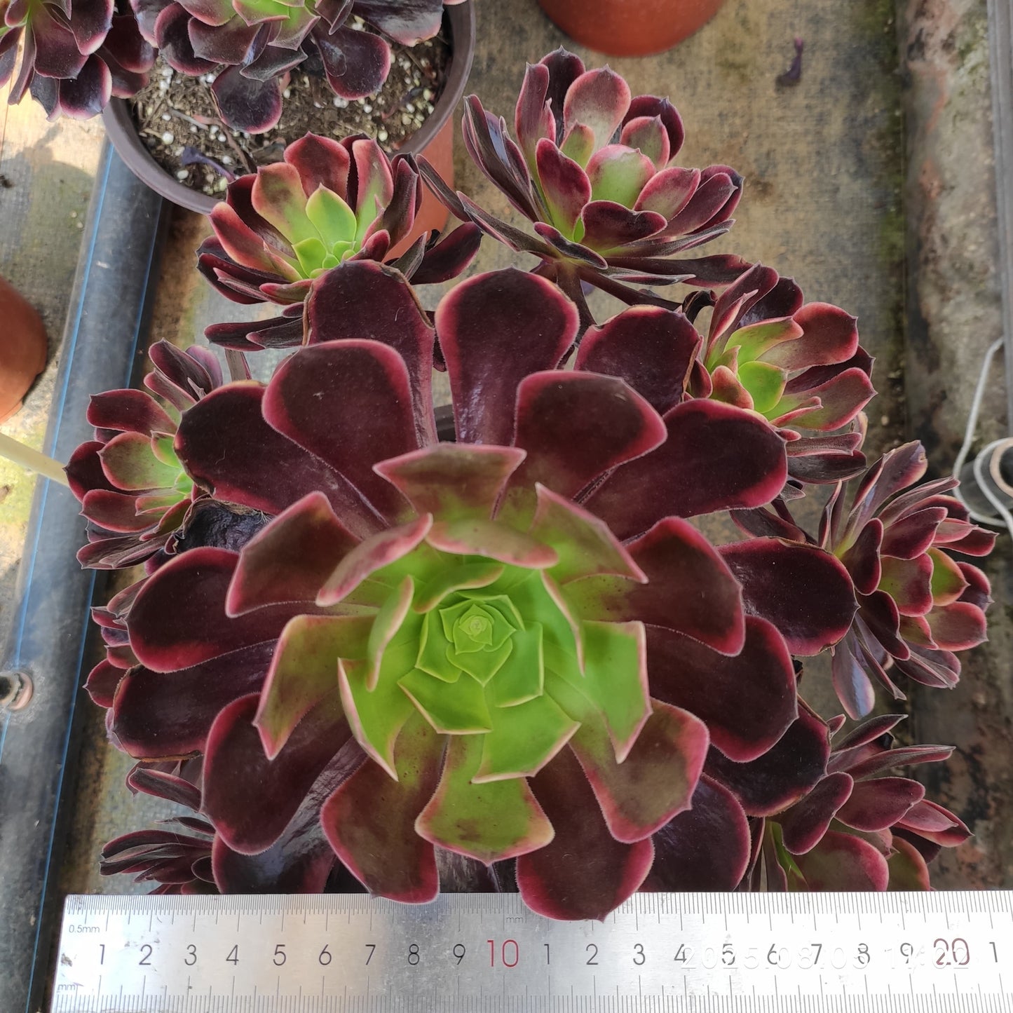 GDX007 オキャリー（18cm pot）
