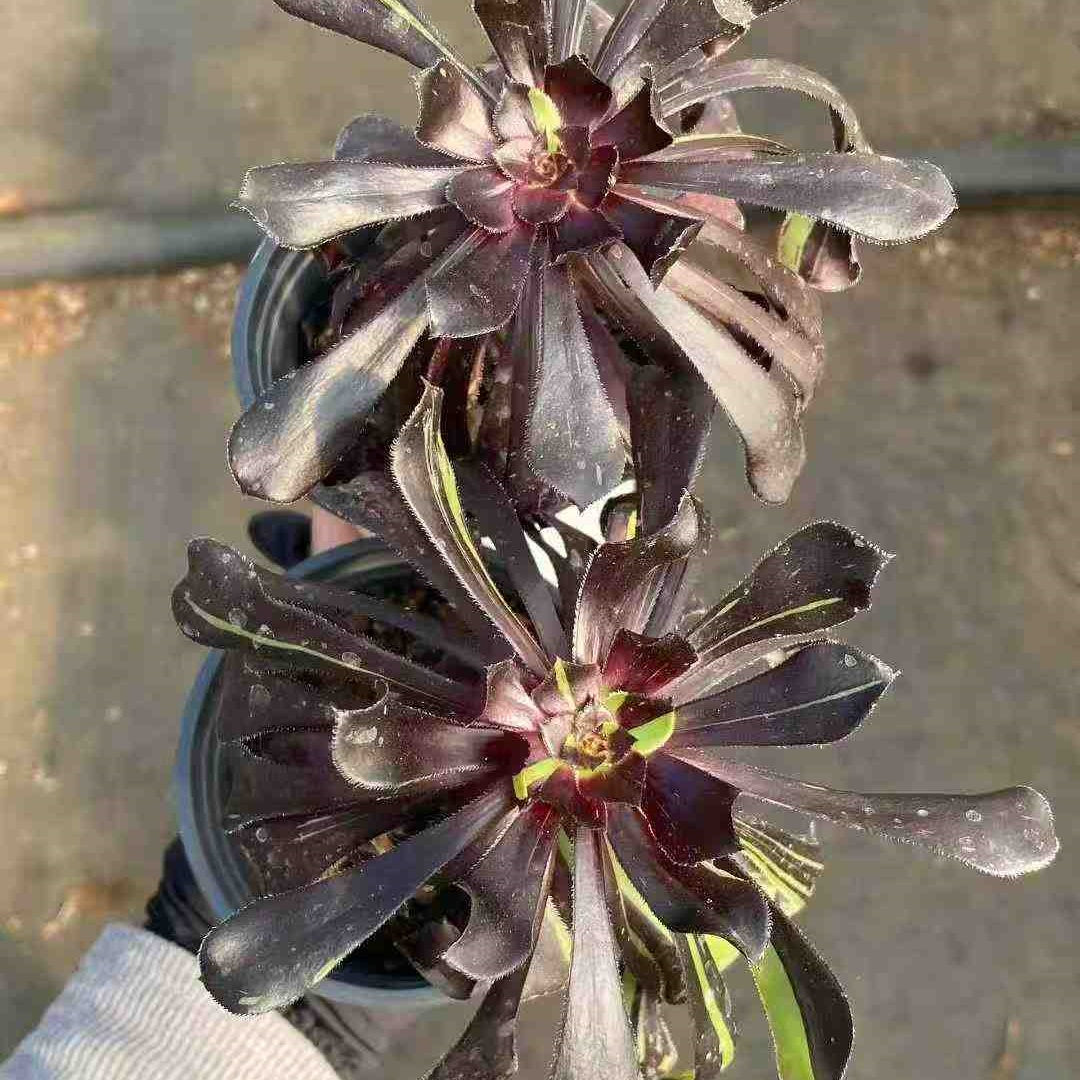 24846 ビグ　バング