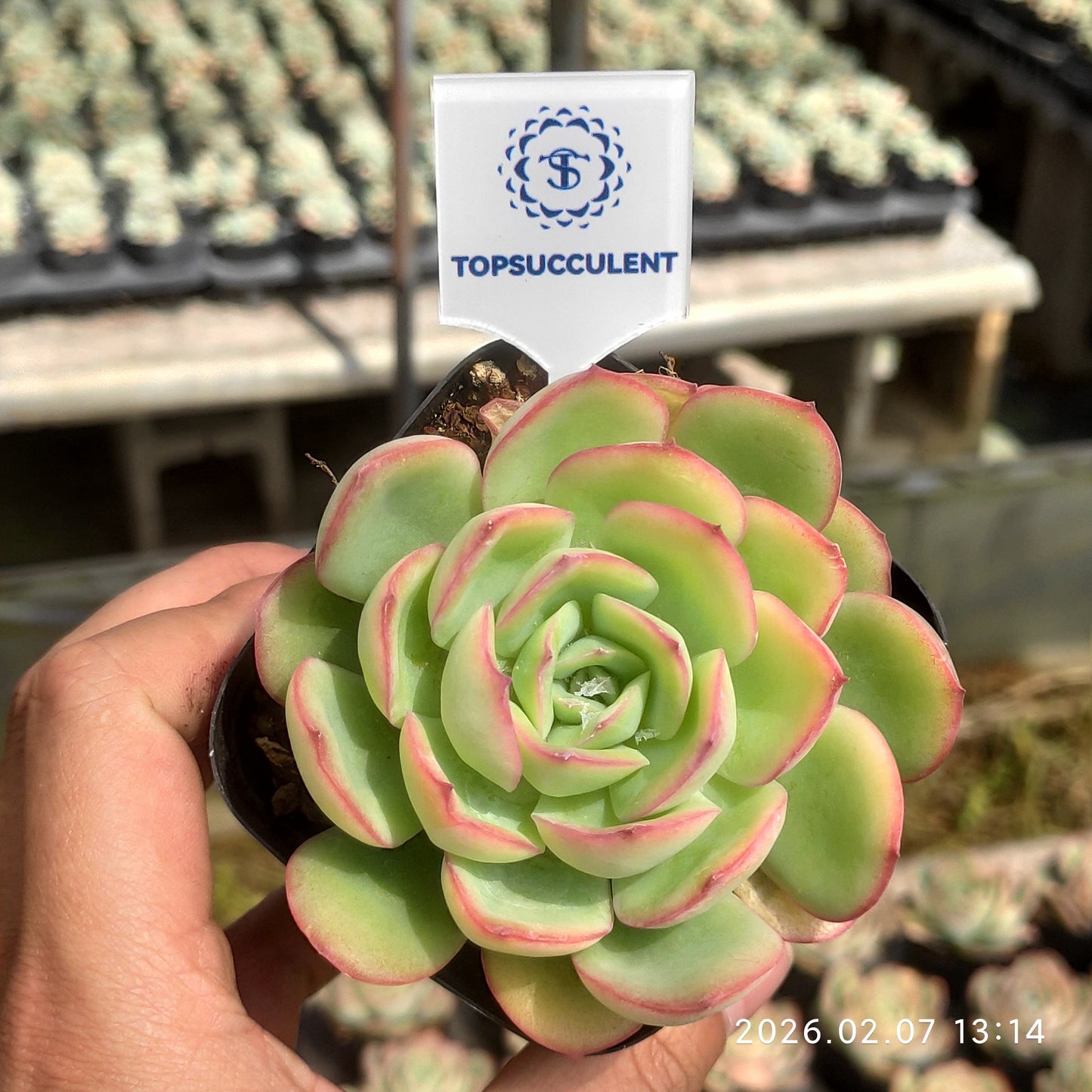 7172 モーニングデュー