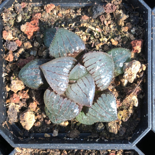 TPKM008 カンタ口一プアイランド（3cm pot）