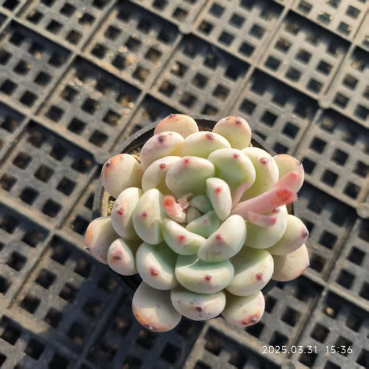 HH074 ビヨンテ（5cm pot）