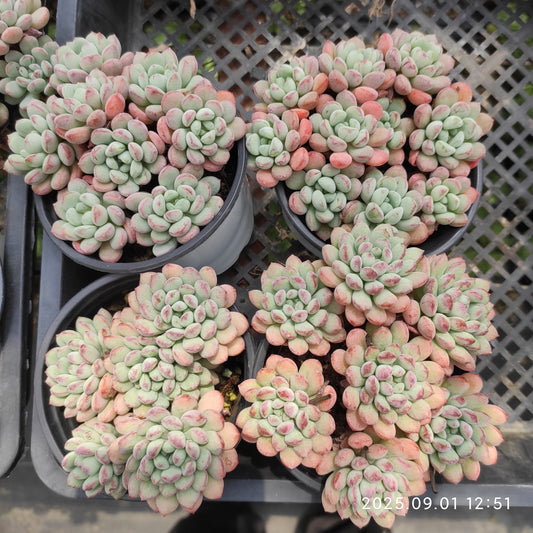 QN793 リトルレッドエッグ（9cm pot）