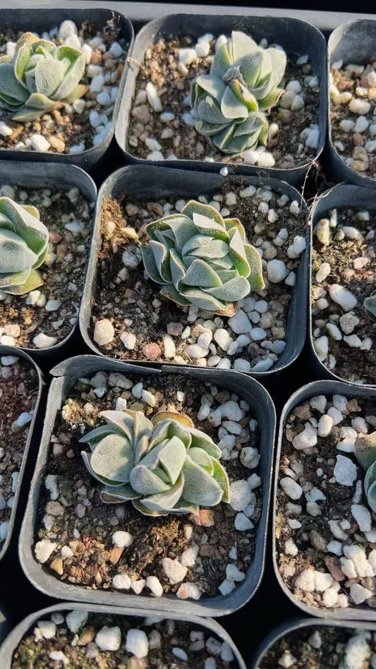 HH182 象牙の塔（6.5cm pot）