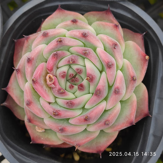 QN370 チワワエンシス （9cm pot）