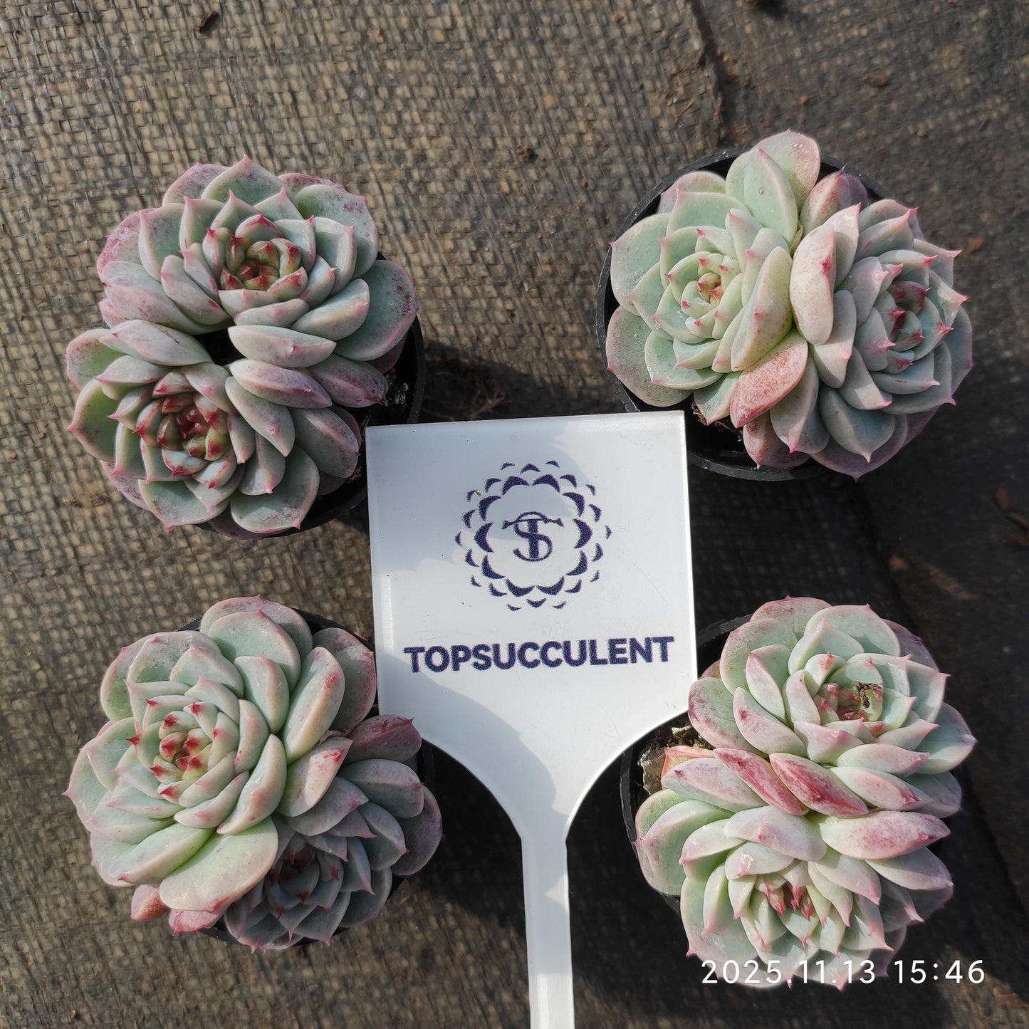 T1305  レッドベルベット（5.5cm pot）