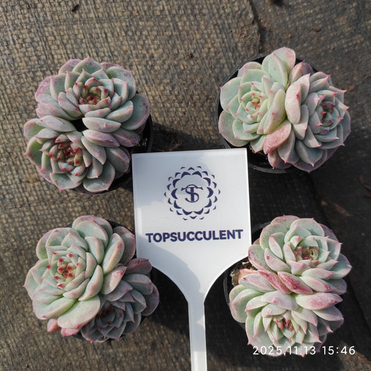 T1305  レッドベルベット（5.5cm pot）