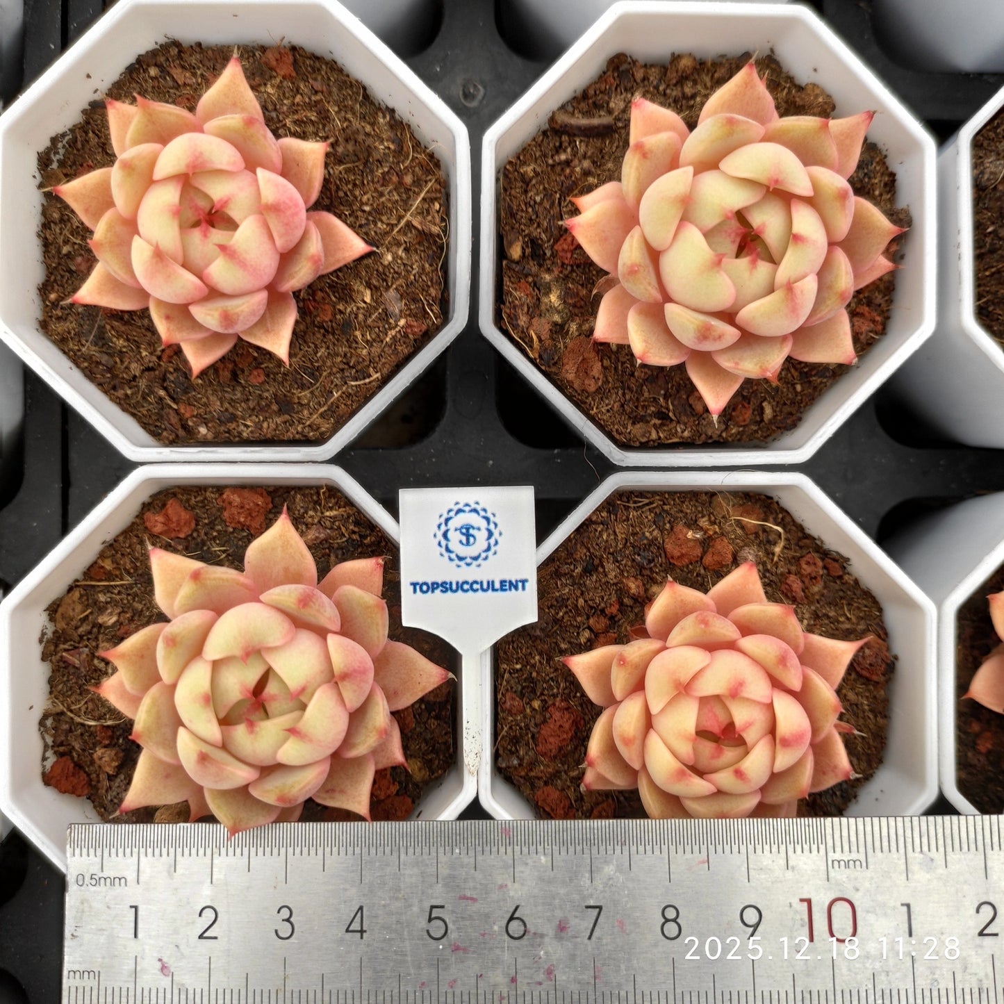 15256 ベンバディス