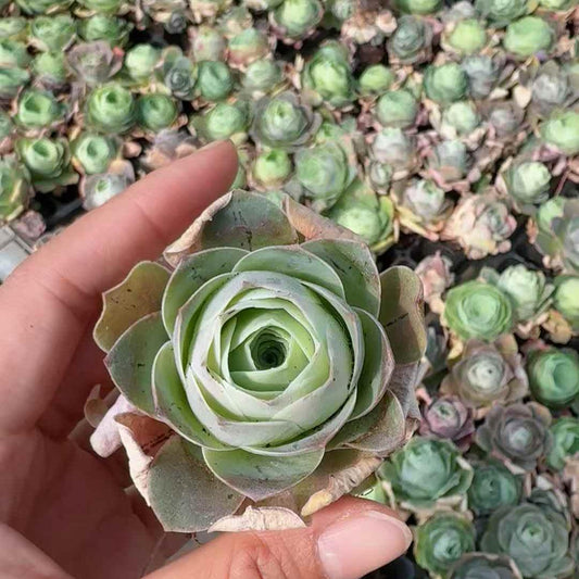 26675 グリーノビア　パンドラ