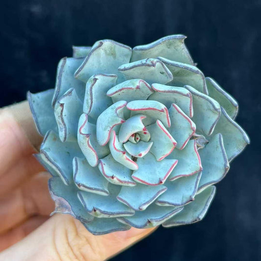 23248 ストリ口フローラノヴァ(11cm pot）