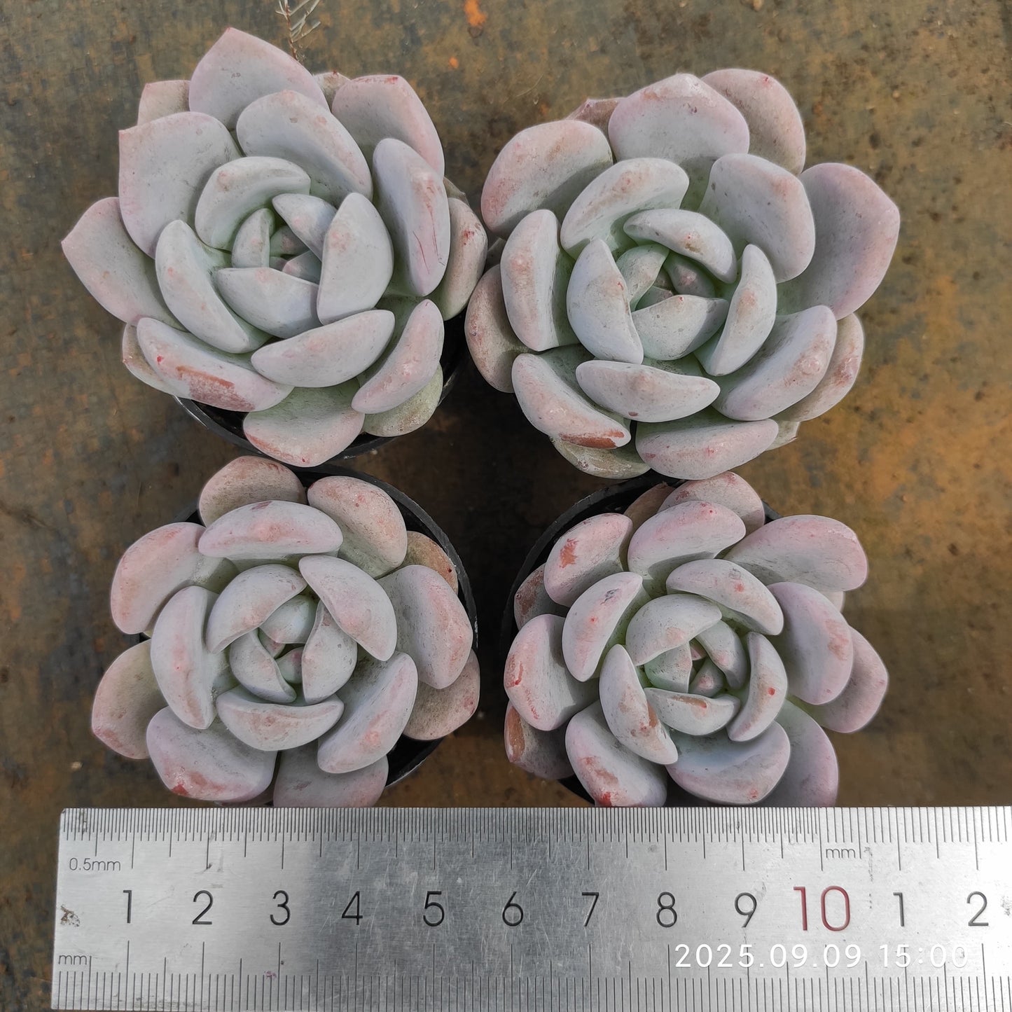 MMT748 チョーク （5.5cm pot）