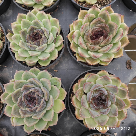 RC037 ブラック　ローズ（9cm pot）