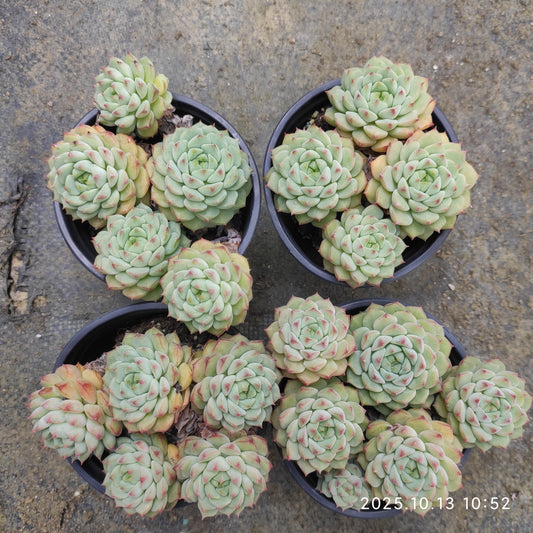 20573 パンダフェイス（9cm pot）