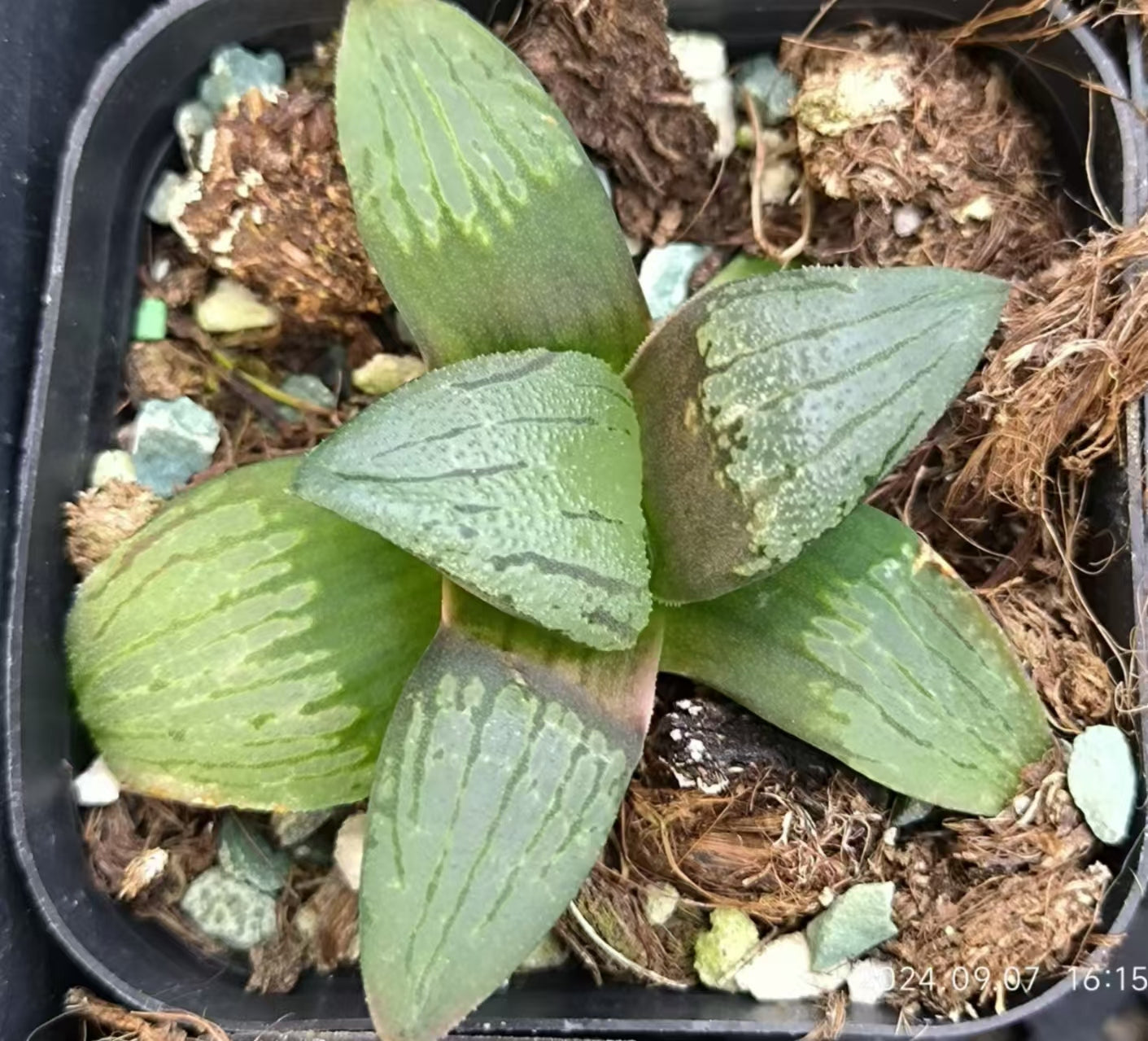 13173 ハオルチア パープルサン