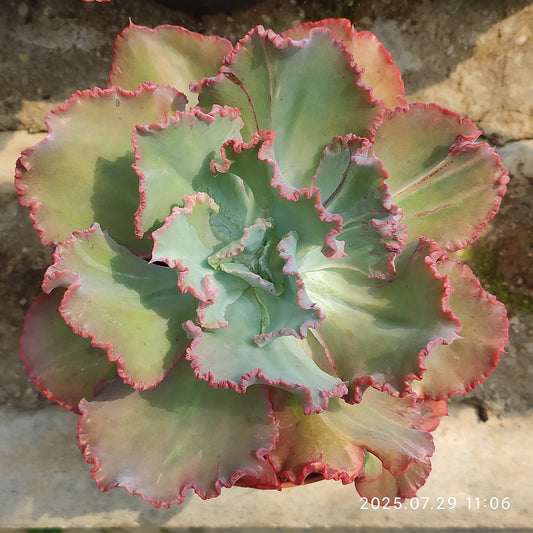 ZZA342 ディック ライト（14cm pot）