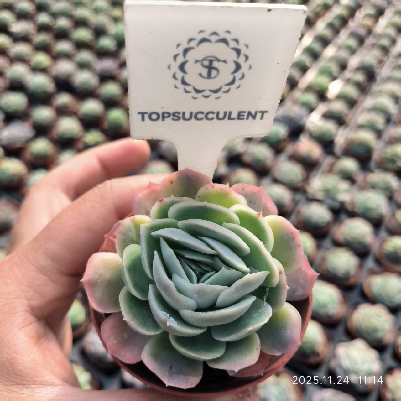 22478 ポトシナ（6.5cm pot）