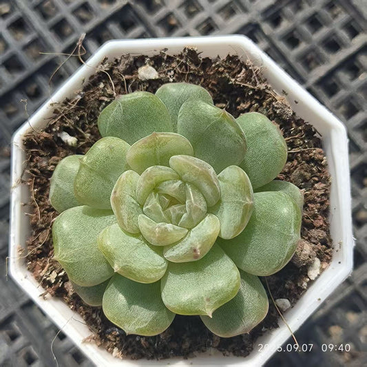 FFH220 ホワイトラバー（6.5cm pot）